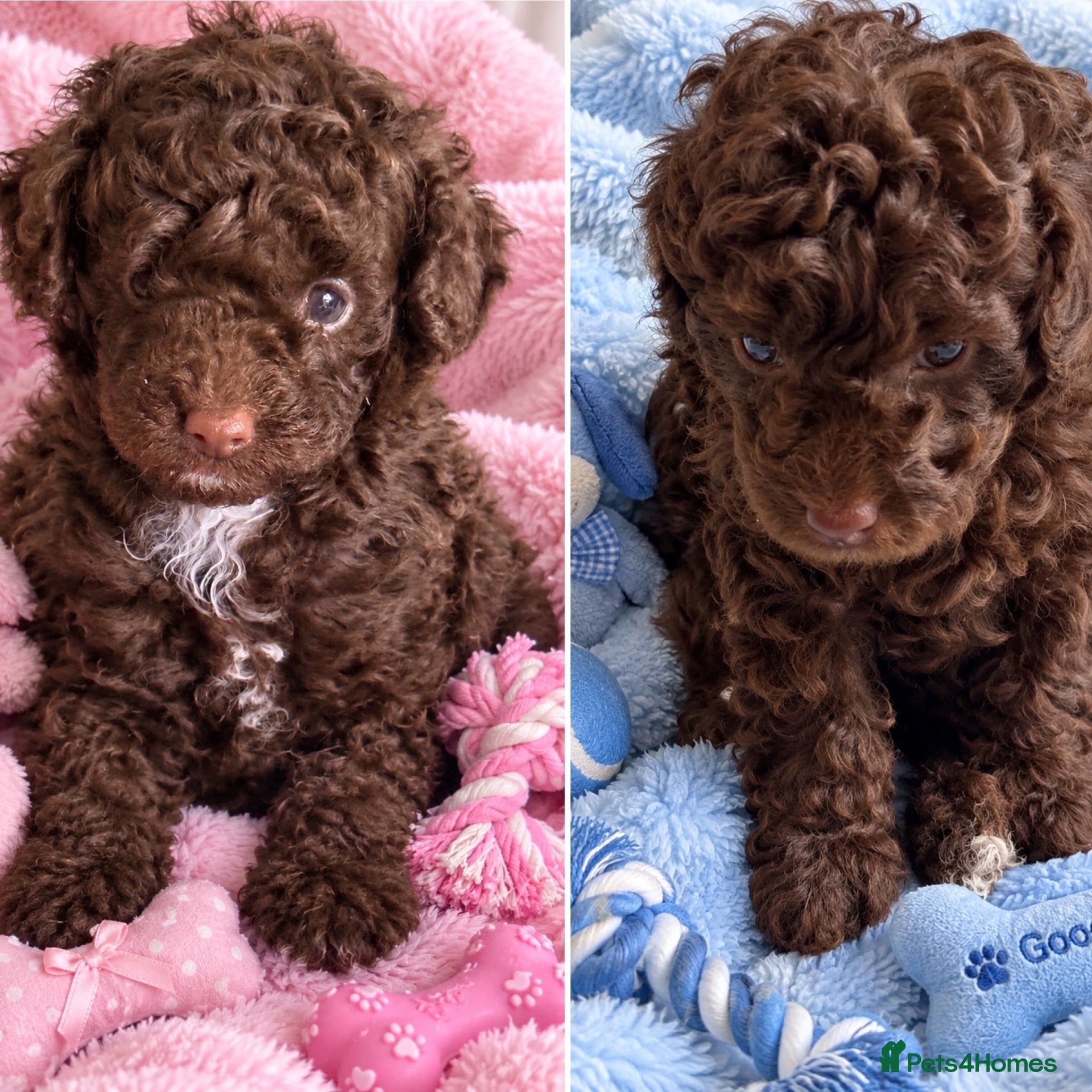 Toy Poodle dogs Stunning pure bred toy poodle pups  - Advert 6