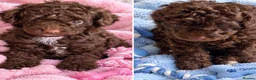 Toy Poodle dogs for sale: Stunning pure bred toy poodle pups  - Advert 1