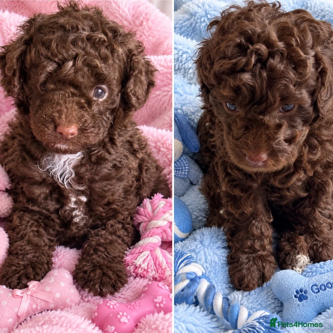 Toy Poodle dogs for sale: Stunning pure bred toy poodle pups  - Advert 1