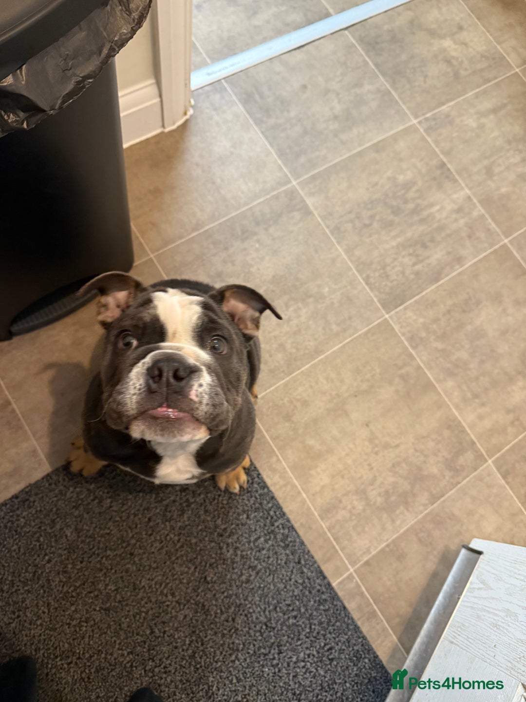English Bulldog dogs for sale: Ralph  - Advert 5