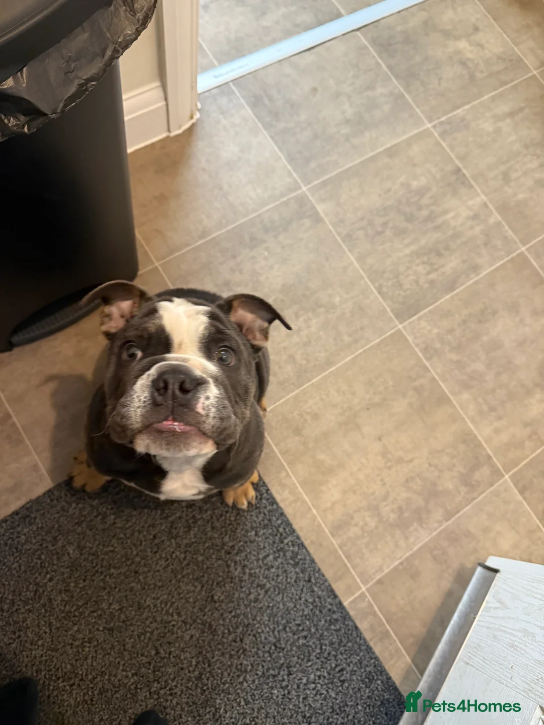 English Bulldog dogs for sale: Ralph  - Advert 5