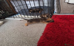 Border Terrier dogs for sale: Border terrier puppies  - Image 2