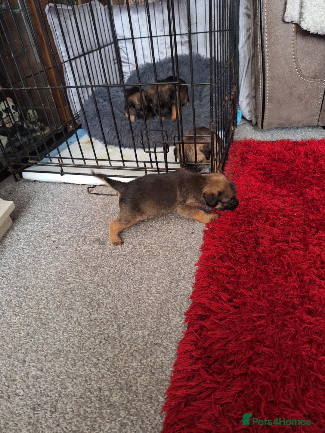 Border Terrier dogs for sale: Border terrier puppies  - Image 2