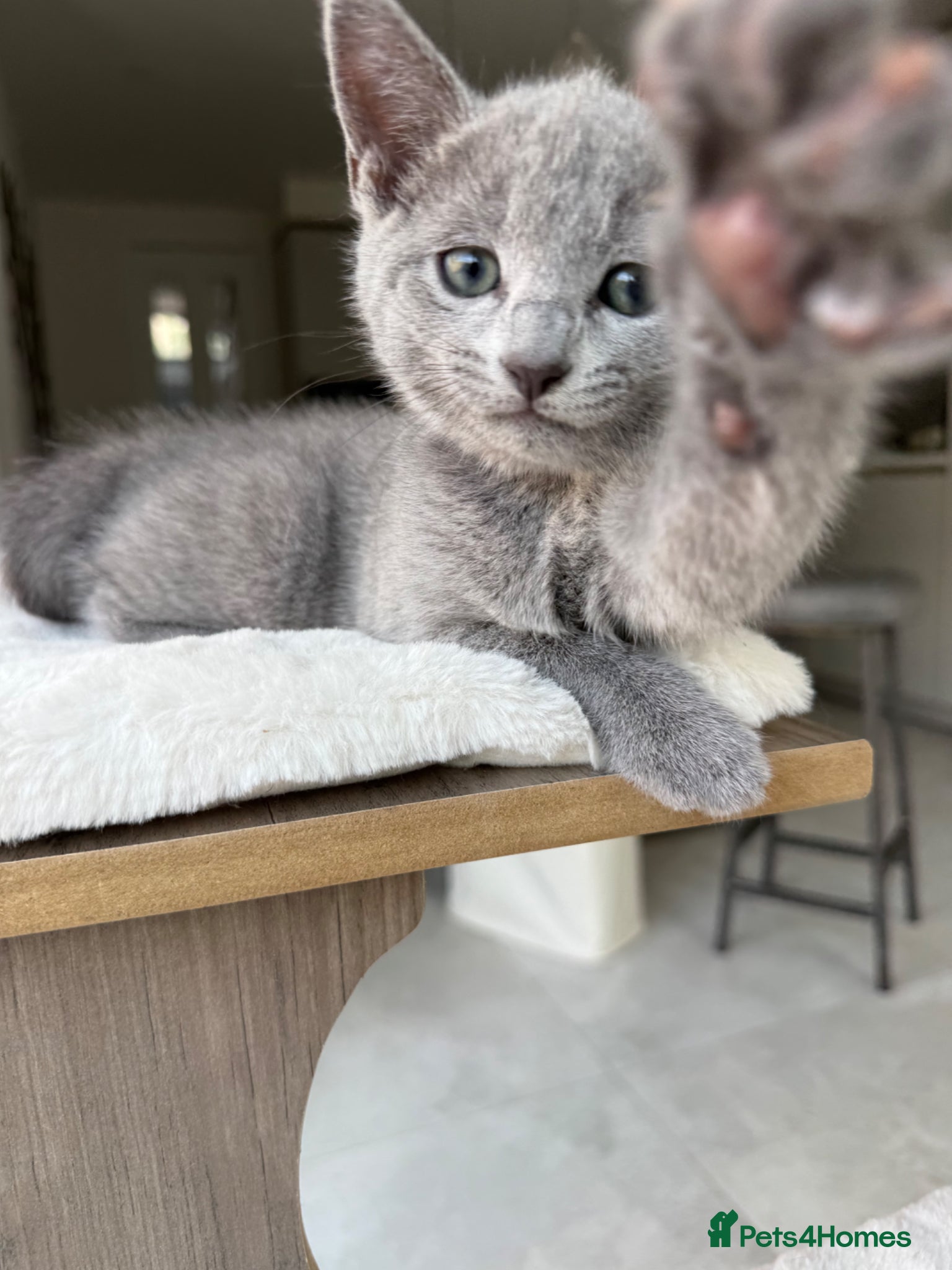 Russian Blue cats for sale: Pure Russian blue kittens with emerald green eyes! in London - Advert 4