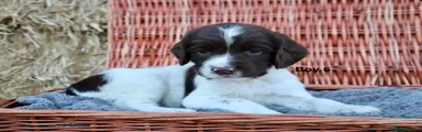 English Springer Spaniel 6
