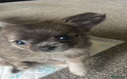 Chihuahua dogs for sale: Chihuahua teacup - Image 6