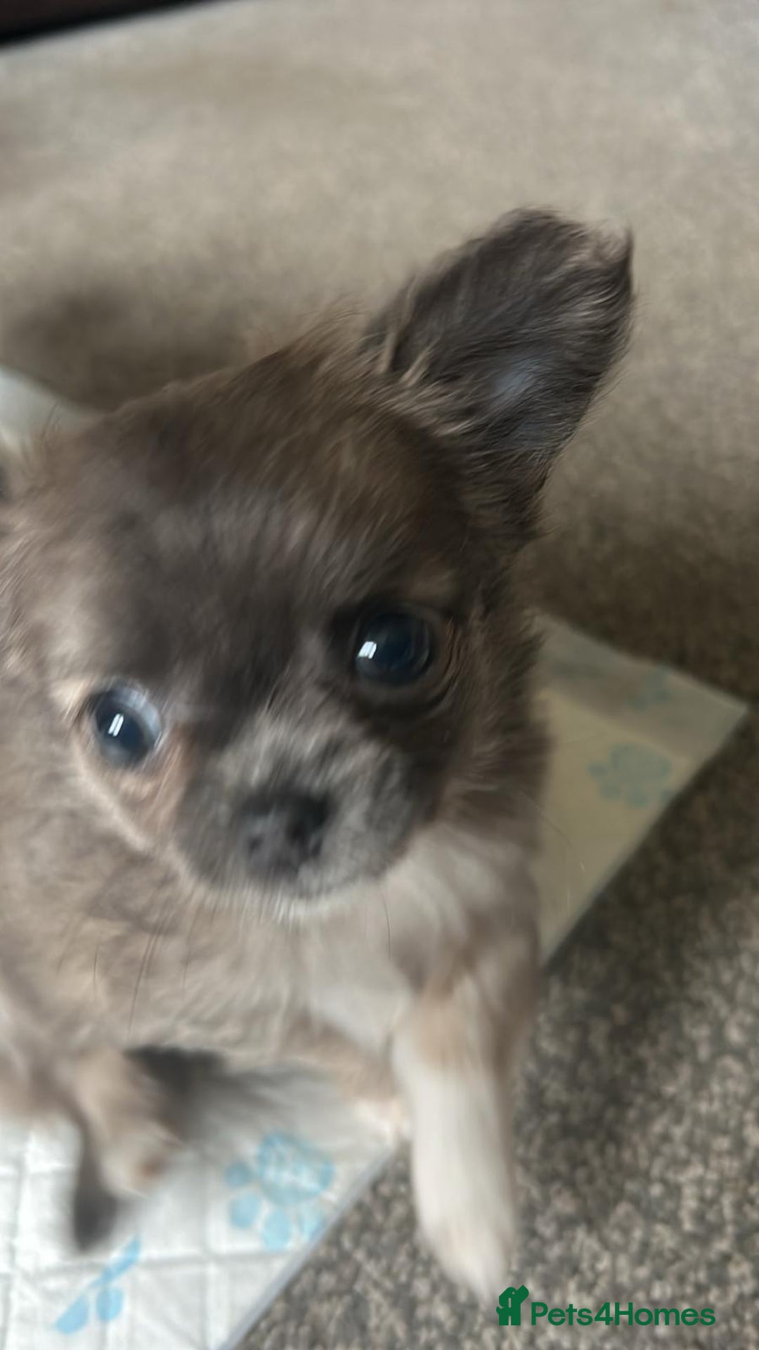 Chihuahua dogs for sale: Chihuahua teacup - Image 6