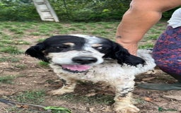 English Setter dogs for adoption: Rayo  - Image 3
