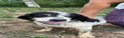 English Setter dogs for adoption: Rayo  in Rochester - Advert 3