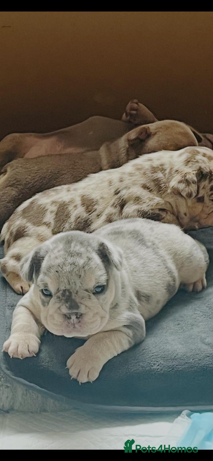 French Bulldog dogs RAINBOW LITTER FRENCH BULLDOGS - Advert 2