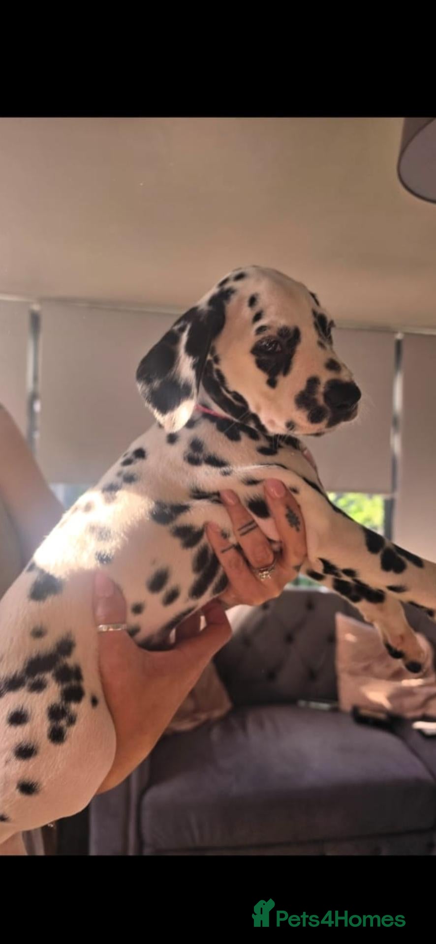 Dalmatian dogs Kc registered stunning dalmatian puppies  - Advert 1