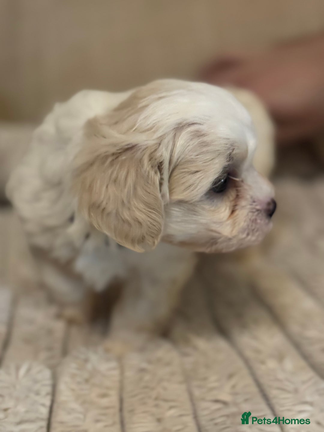 Mixed Breed dogs for sale: Two Gorgeous Puppies Remaining!  - Advert 18