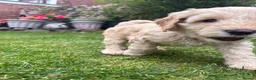Cockapoo dogs for sale: Cockapoo F1B puppies - Advert 33