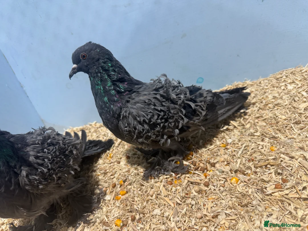 Pigeons birds for sale: Frillback pigeons for sale  - Advert 2