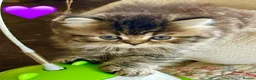 British Longhair cats for sale: Beautiful Longhaired Kittens  - Advert 12