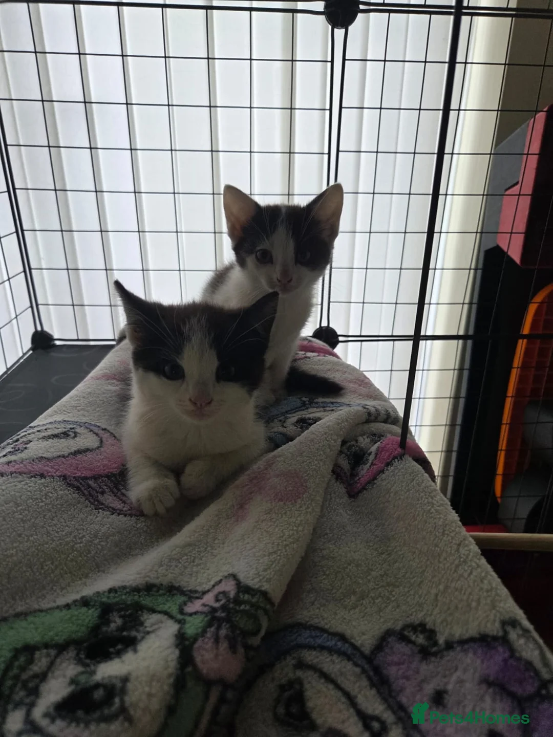 Mixed Breed cats for sale: Beautiful kittens in Liverpool - Advert 9