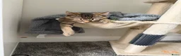 Mixed Breed cats for sale: Two kittens need to be rehomed  in Nuneaton - Advert 2