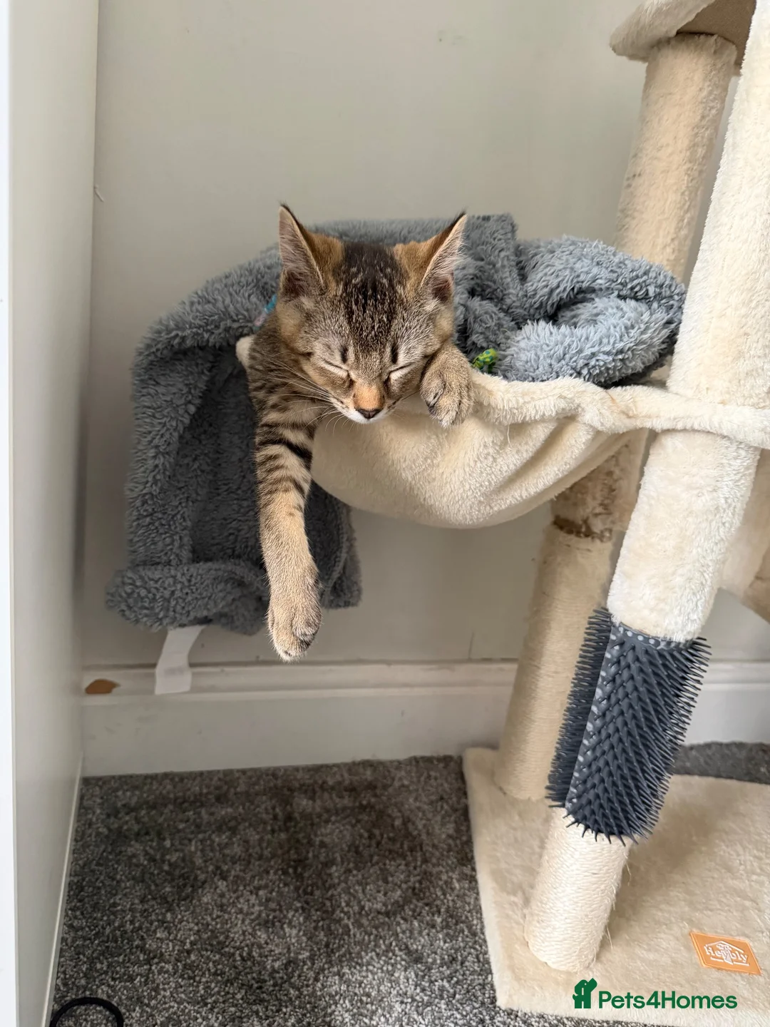 Mixed Breed cats for sale: Two kittens need to be rehomed  in Nuneaton - Advert 2