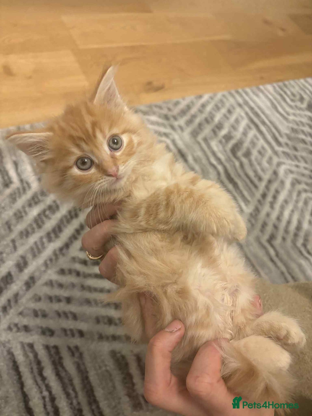 Maine Coon cats for sale: Maine coon xxx - Advert 12