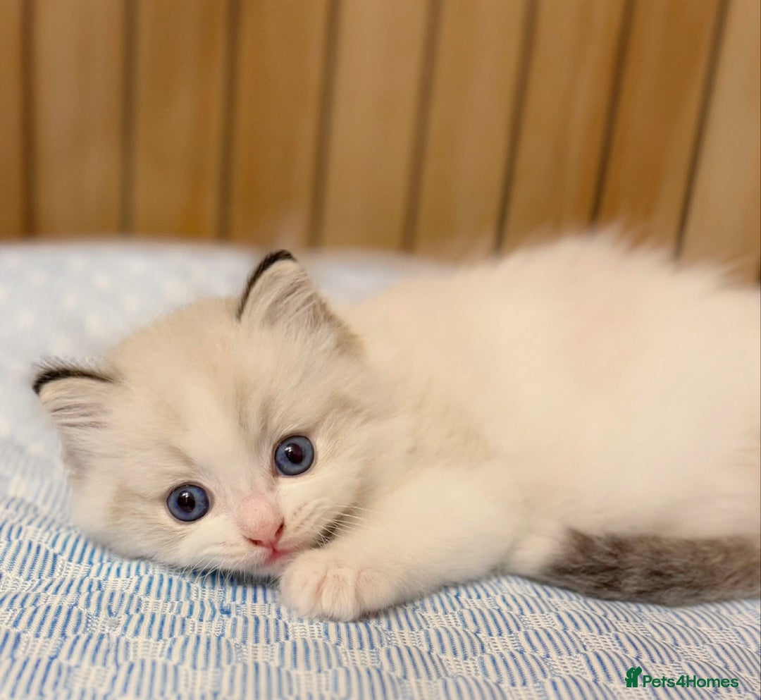 Ragdoll cats for sale: DNA Tested Ragdoll Kitten 1 Male Available  - Advert 16
