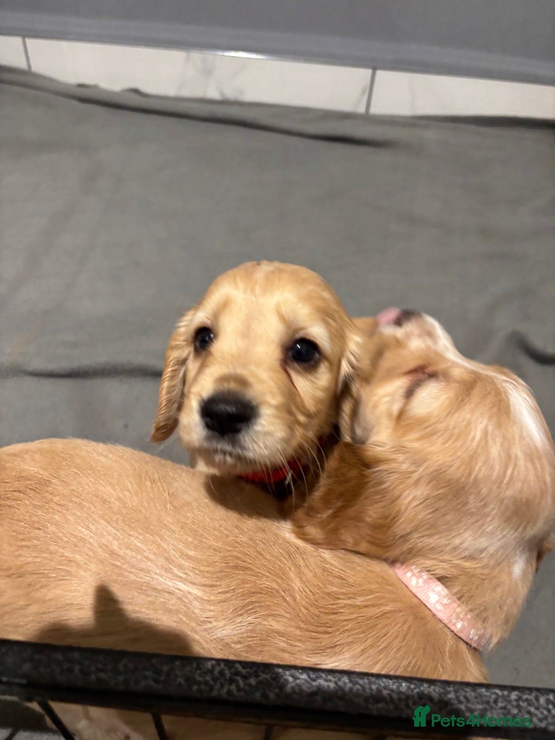 Cocker Spaniel dogs for sale: 5 gorgeous cocker spaniel puppies - Image 17