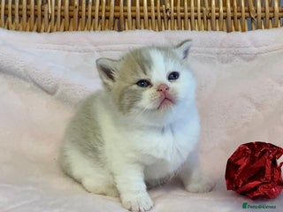 Scottish Fold cats 🧸😻ABSOLUTELY BEAUTIFUL TICA SCOTTISH/BSH😻🧸 - Advert 2