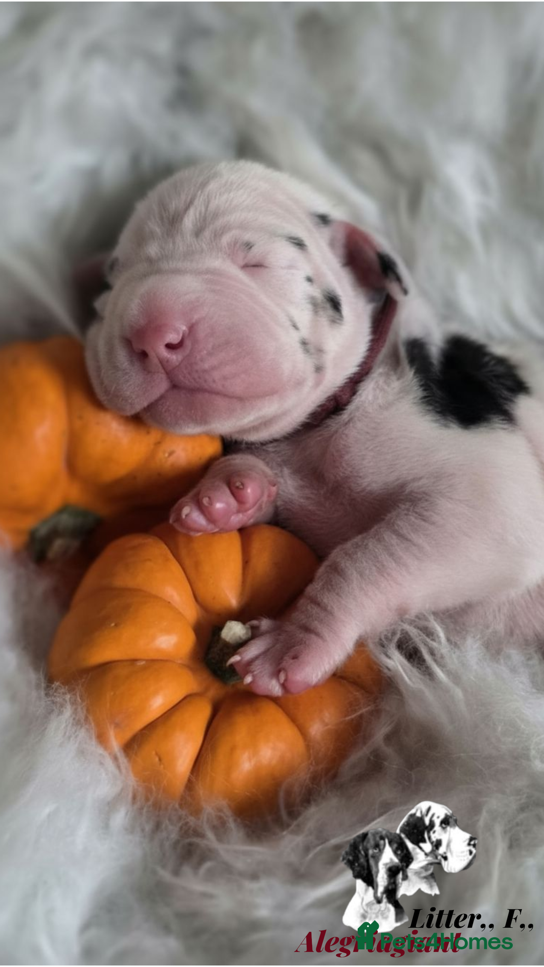 Great Dane dogs for sale: Fabolous Great danes  - Advert 14