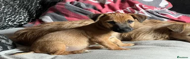 Jack Russell 4