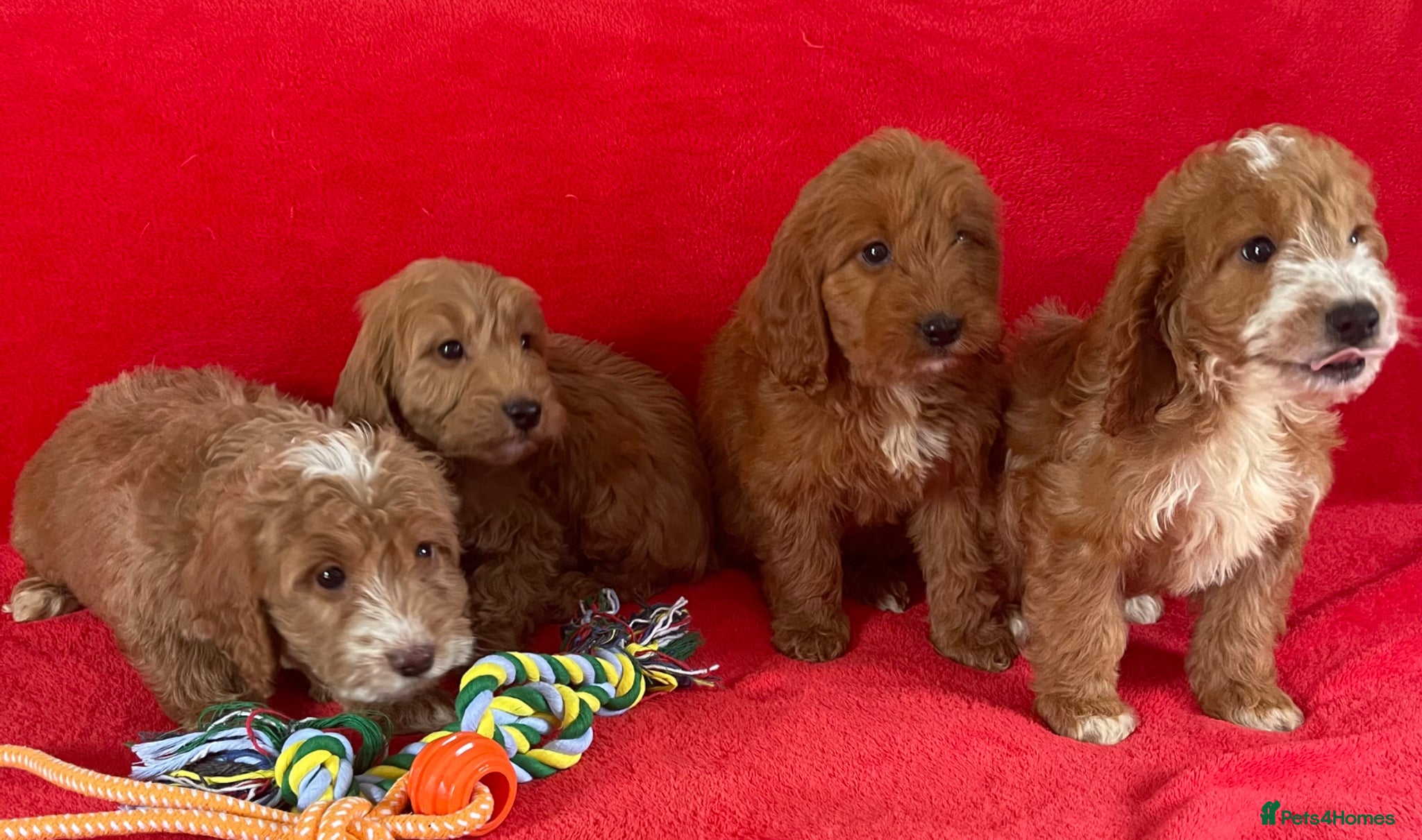 Cockapoo dogs Beautiful cockerpoo pups NOW READY - Advert 2