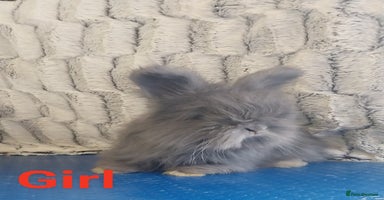 Angora rabbits - Advert 8
