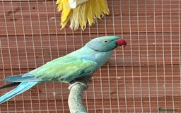 Ringnecks birds for sale: Indian Ringneck for Sale - Image 1