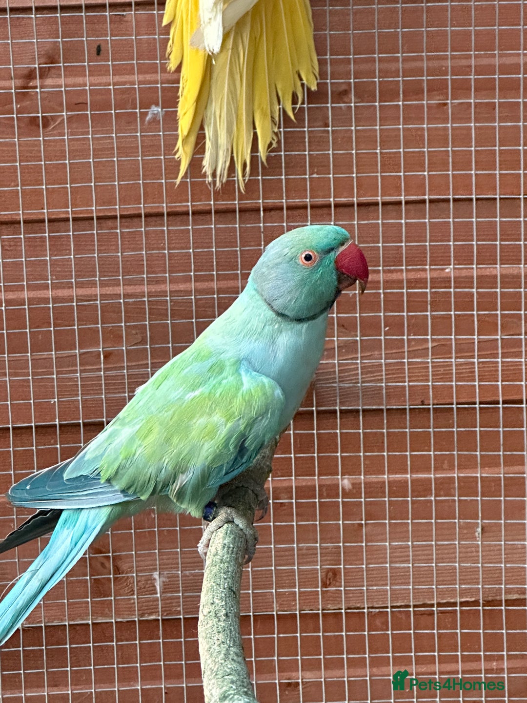 Ringnecks birds for sale: Indian Ringneck for Sale - Image 1
