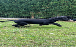 Cocker Spaniel dogs for sale: Working cocker spaniel puppies  - Image 5