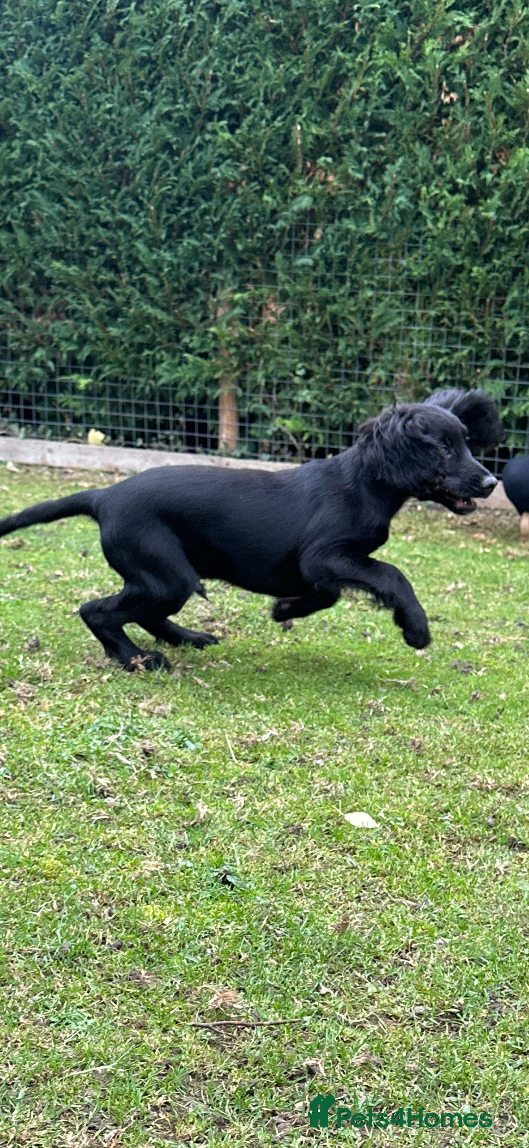 Cocker Spaniel dogs for sale: Working cocker spaniel puppies  - Image 5