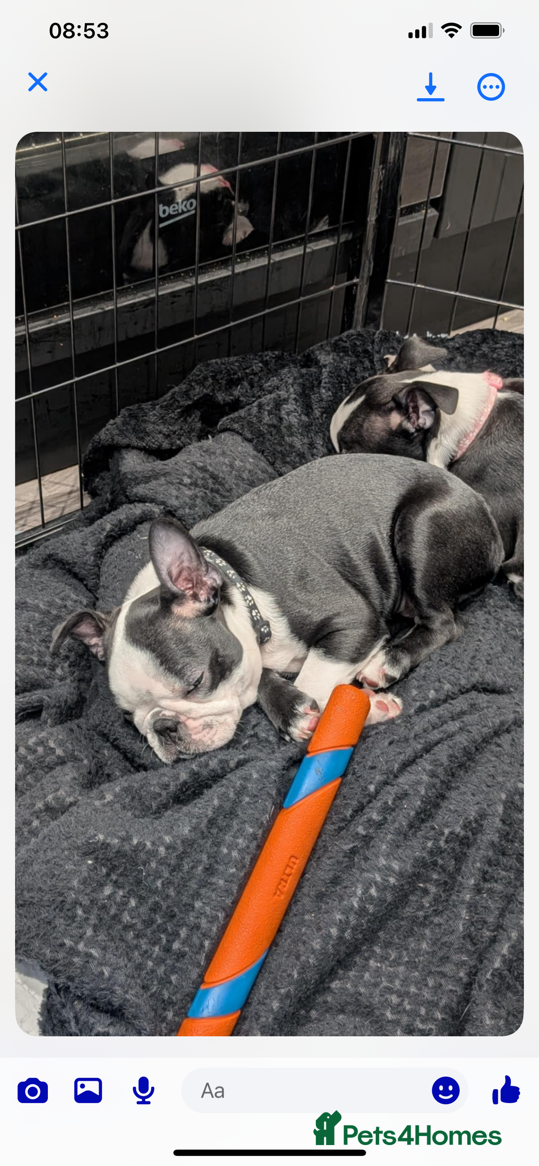 Boston Terrier dogs for sale: Boston Terrier pup for sale Dundee - Image 2