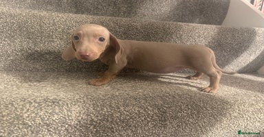 Miniature Dachshund dogs - Advert 16