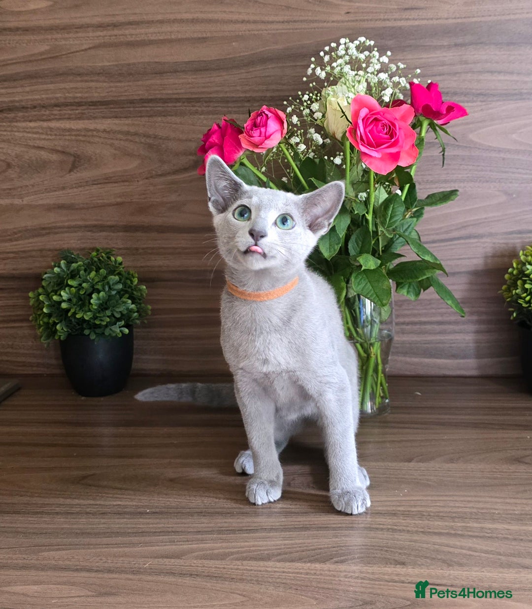 Russian Blue cats for sale: Russian Blue kittens Tica registered  - Image 18
