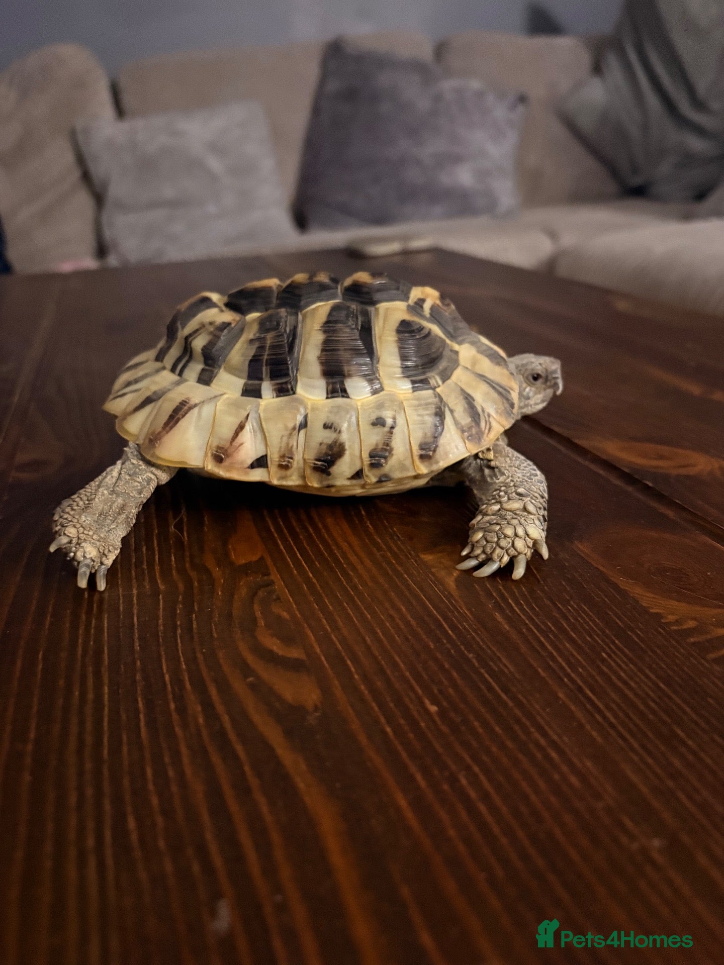 Tortoise reptiles Herman tortoise and horsefield tortoise  - Advert 1