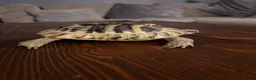 Tortoise reptiles for sale: Herman tortoise and horsefield tortoise  in Chard - Advert 1