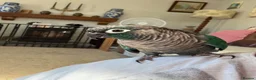 Conures birds for sale: Turquoise Conure - Advert 3