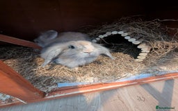 Lionhead rabbits for sale: Male and female rabbit - Image 4