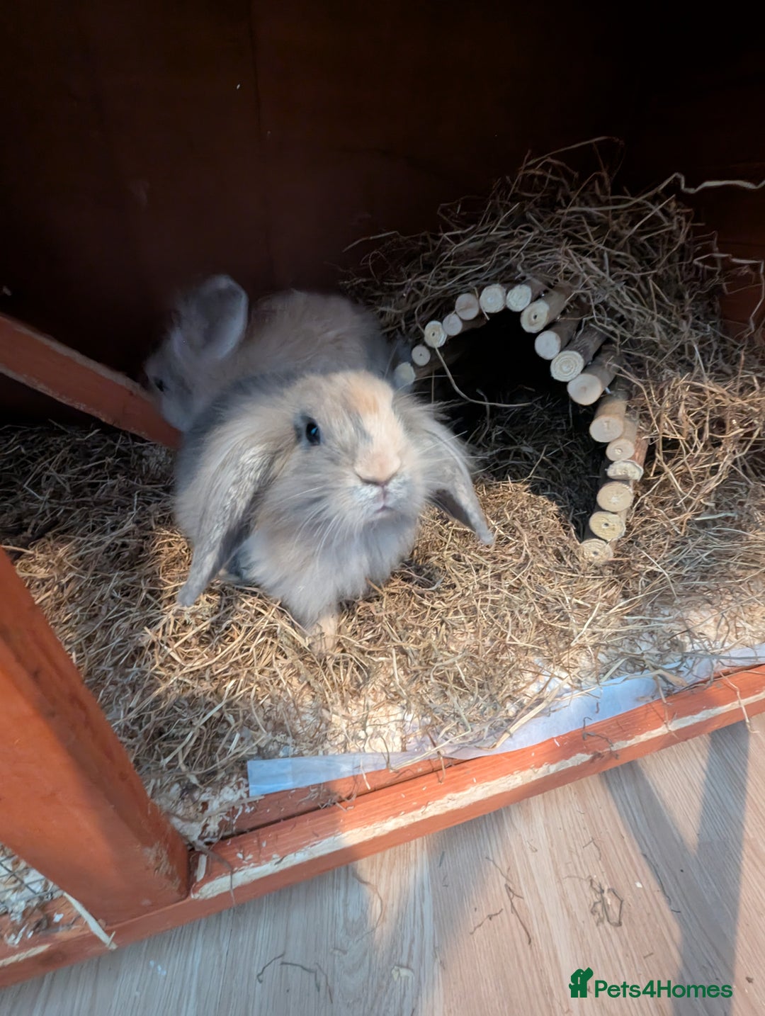 Lionhead rabbits for sale: Male and female rabbit - Image 4