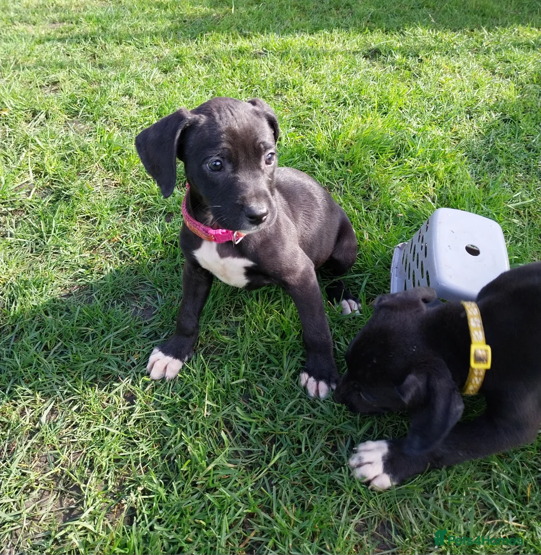 Mixed Breed dogs for sale: Springer spaniel cross lurcher  - Advert 8