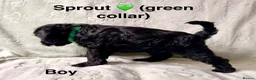 Schnoodle dogs for sale: Beautiful F1 Schnoodle Puppies - Advert 6