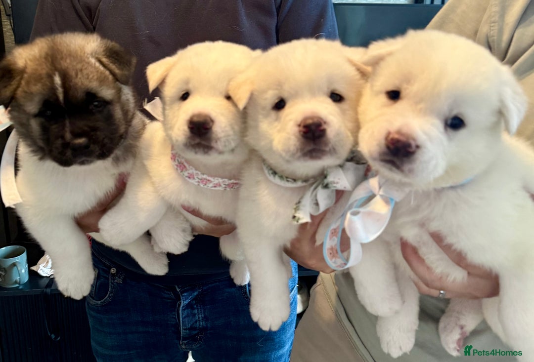 Akita dogs for sale: 4 Chunky American Akita puppies  - Image 2