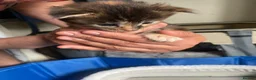 Maine Coon cats for sale: Main coon kittens for sale  - Advert 4
