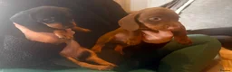 Miniature Dachshund dogs for sale: Beautiful KC registered miniature dachshunds - Advert 2