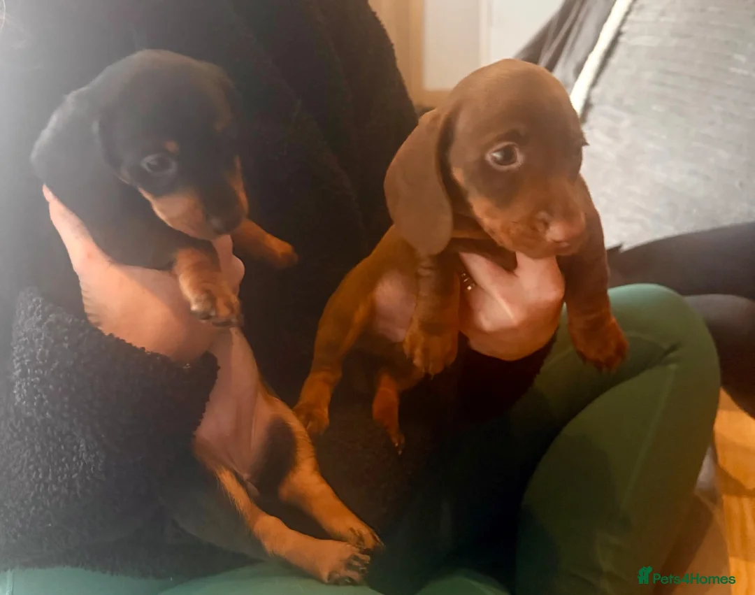Miniature Dachshund dogs for sale: Beautiful KC registered miniature dachshunds - Advert 2
