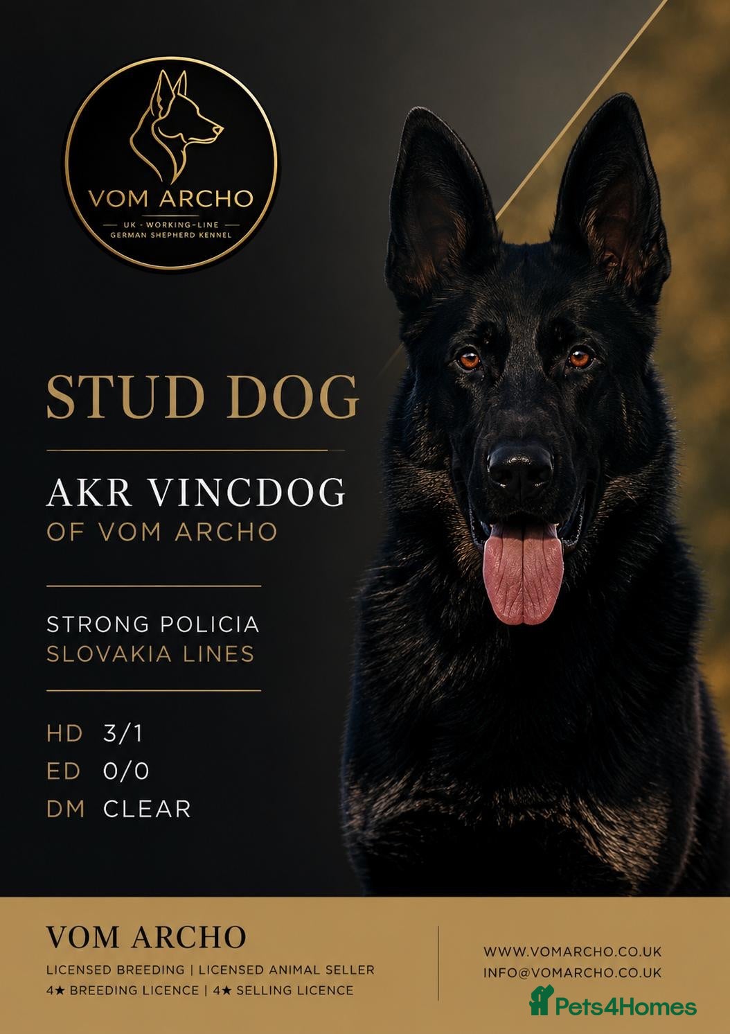German Shepherd dogs Strong policia Slovakia stud  - Advert 1