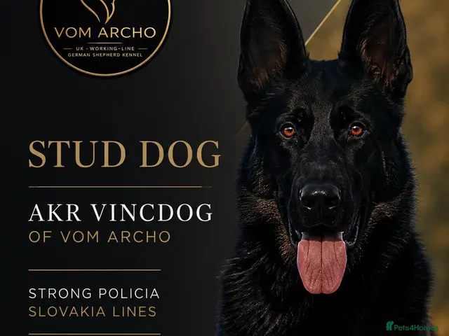 German Shepherd dogs for stud: Strong policia Slovakia stud - Advert 1